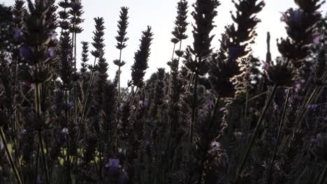 Lavender-flowers-against-sunshine-panning-close-up-shot