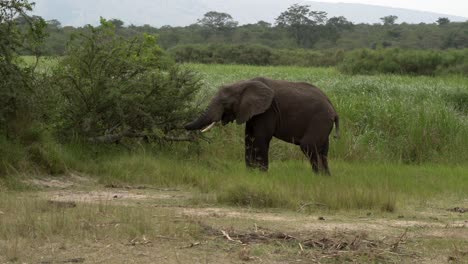 Gefährdeter-Tusker-Elefant,-Der-Im-Akagera-Nationalpark-In-Ruanda,-Afrika,-Weidet