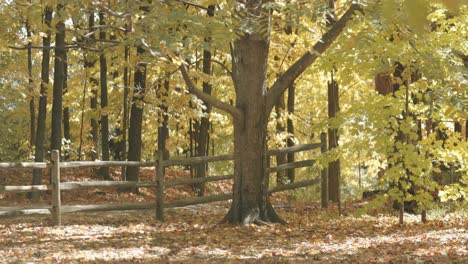 Sonniger-Herbsttag-Auf-Dem-Bauernhof-Im-Eingezäunten-Hinterhof-Mit-Wunderschönen-Bäumen,-Die-Sich-In-Ihre-Herbstfarben-Verwandeln,-In-Gatineau,-Quebec