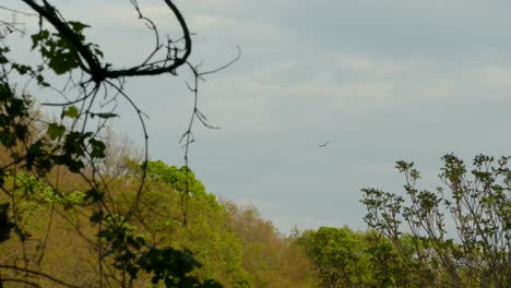 Clip-of-birds-flying-over-trees-in-the-forest