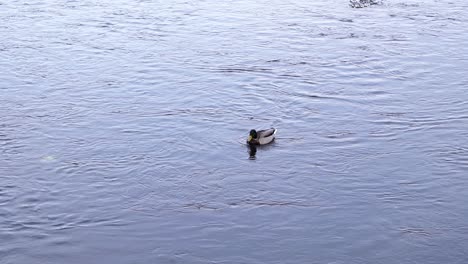 Pato-Flotando-En-El-Agua-Corriente-Del-Río-Cerca-Del-Parque-En-Rumania