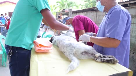 A-group-of-veterinarian-prepares-a-dog-for-castration-procedure