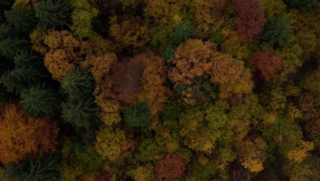 Wunderschöne-Herbstfarben-Im-Bergwald-In-Rumänien