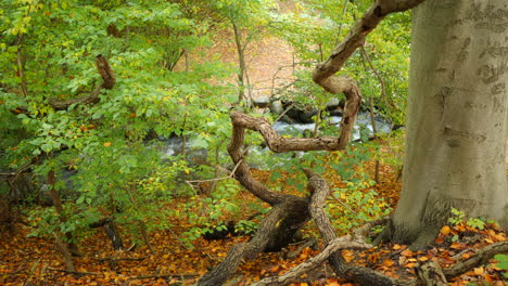 Fluss-Fließt-Durch-Den-Herbstwald