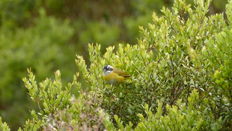 Cute-yellow-bird-sitting-in-a-bush-eating-berries-then-flying-away