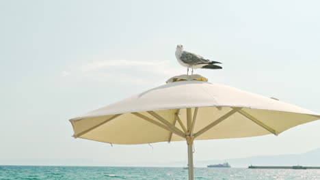 Seagull-perched-on-top-of-beach-umbrella-,-clear-sky-background,-slow-motion-shot-120fps