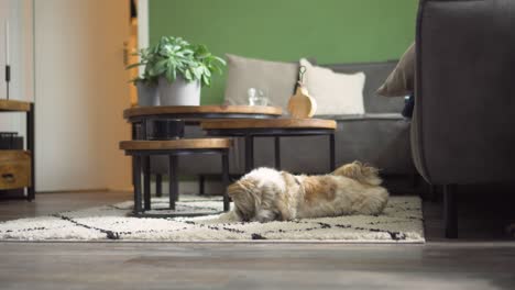Boomer-Hund-Rollt-Mit-Dem-Kopf-Und-Kratzt-Auf-Dem-Wohnzimmerteppich,-Mittlere-Aufnahme