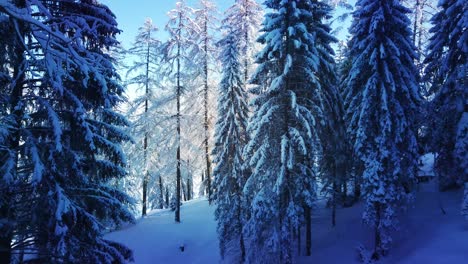 Pine-trees-full-of-snow-during-the-day-and-blue-sky-background