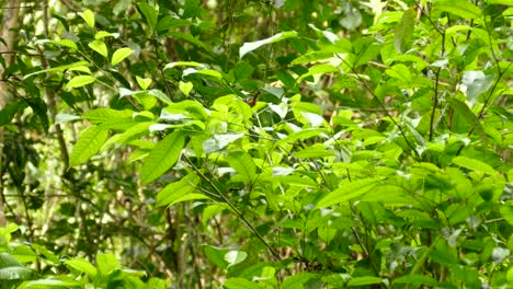 Weißschultrige-Tanager,-Versteckt-Hinter-Blättern,-Die-Vom-Ast-Fliegen