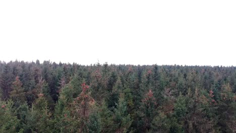 Drone-ascending-and-revealing-beautiful-tree-tops-of-pine-forest
