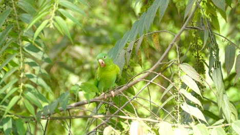 Schöner-Grüner-Papagei,-Der-Auf-Einem-Baum-Im-Dschungel-Sitzt-Und-Das-Essen-Isst