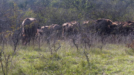 European-bison-bonasus-herd-grazing-in-a-bushy-field,-windy,-Czechia