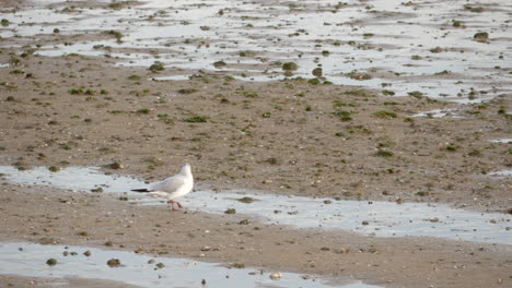 Small-Gull-Walking-On-The-Sand-During-Low-Tide---wide-shot