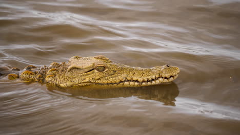 Young-Nile-Crocodile-keeps-it's-head-above-rippled-water,-looking-for-prey