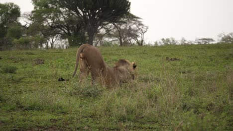 Young-Black-Mane-Lion-facing-right-has-big-stretch-on-African-savanna
