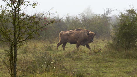 European-bison-bonasus-bull-walking-alone-in-a-foggy-steppe,Czechia