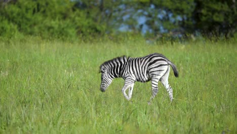 Young-Baby-Colt-Zebra-in-Beautiful-Africa-Grasslands-Landscape---Full-Tracking-Shot