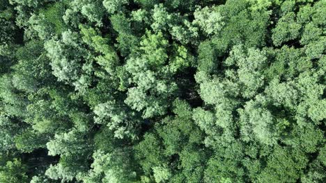 Mangrove-Forest-,-natural-sea-defence,-aerial-drone-birds-eye-zoom-in,-with-lush-green-foliage-swaying-in-the-wind