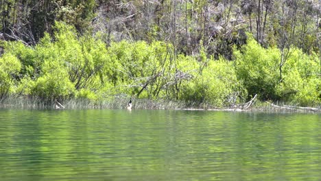 Patos-Nadando-Cerca-De-La-Costa-En-El-Lago-Puelo-Con-Bosque-De-Fondo,-Patagonia-Argentina