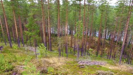 Drohnenvideo-Eines-Nadelwaldes-Und-Eines-Sees-Im-Hintergrund