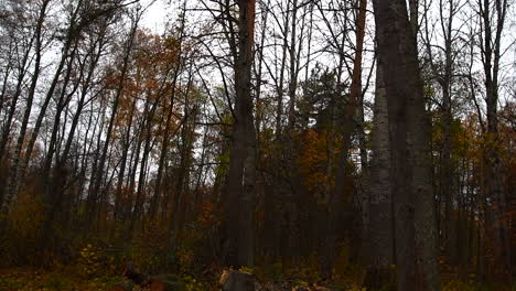 Zeitlupenvideo-Von-Fallenden-Blättern-In-Einem-Dunklen-Wald-In-Finnland