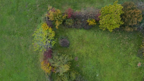 Top-down-aerial-view-of-a-row-of-trees-surrounded-by-green-grass