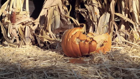 Medium-shot-as-a-jack-o-lantern-falls-in-slow-motion,-hits-the-ground-and-cracks-into-pieces