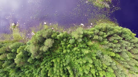 Beautiful-aerial-view-of-a-forest-and-island-in-a-lake