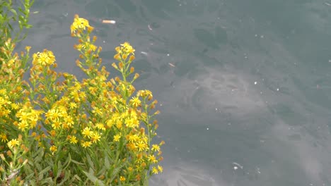 Gelbe-Blume,-Meereshintergrund-Mit-Müll