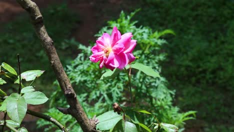 A-withered-pink-flower-blows-gently-in-a-light-breeze