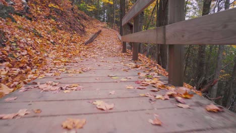 Low-to-the-ground-shot-of-boardwalk-with-orange-leaves-on-it-in-an-autumn-coloured-forest-with-lots-of-hiking-trails