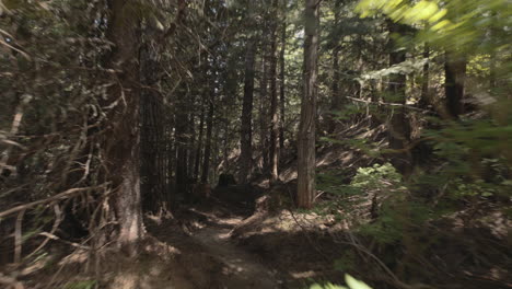 First-person-view-of-Fast-running-through-forest-trail-at-sunny-day