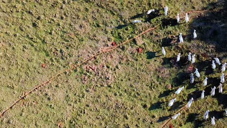 Aerial-shot-of-cattle-breeding,-nelore,-drone,-bird's-eye