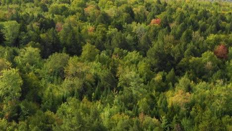 Aerial-footage-of-remote-forest-in-northern-Maine-Zooming-out-while-rising-up-along-a-forest-ridge-as-the-leaves-begin-to-change