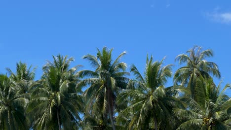 Kokospalmen-Auf-Einer-Tropischen-Insel
