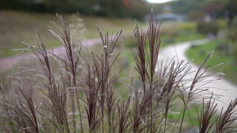 High-grass-stems-waving-under-the-wind