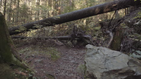 Fallen-dead-trees-in-Evergreen-forest