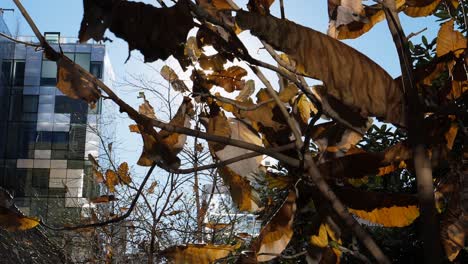 Blätter-Kurz-Bevor-Sie-Im-Herbst-Im-High-Park-New-York-Herunterfallen