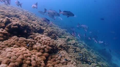 Corales-Que-Cubren-El-Fondo-Como-Un-Césped-Con-Una-Gran-Cantidad-De-Peces-En-La-Parte-Superior
