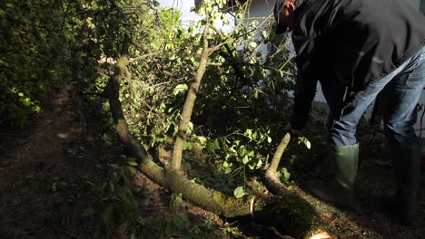 Static-shot,-of-a-man-using-a-chainsaw-and-cutting-a-tree-to-pieces,-in-Aalborg,-Denmark