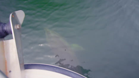 Delfinschwimmen-Neben-Dem-Boot-In-Boca,-Chica,-Panama