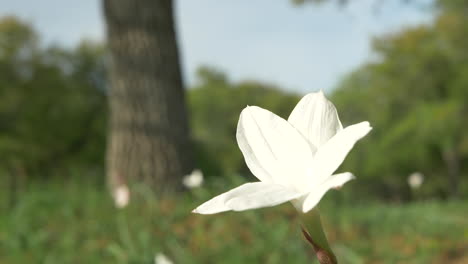 Flores-Silvestres-De-Texas-Que-Florecen-En-La-Primavera,-Bluebonnets-Y-Varias-Otras-Flores