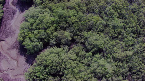 Draufsicht-Auf-Einen-Mangrovenwald-Entlang-Tropischer-Küsten,-Verwurzelt-In-Salzigen-Sedimenten