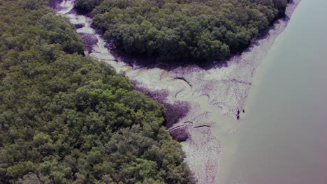 Top-view-of-mangroves-forest-on-its-coastline-along-the-west-coast-of-India