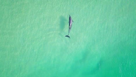 Spectacular-aerial-morning-flight-over-dolphin-in-wild-colorful-ocean,-Australia