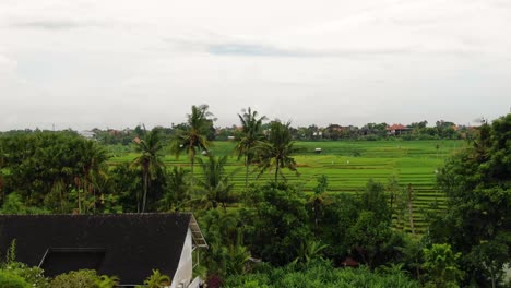 Ascending-vantage-point-from-banana-plants-to-verdant-and-rich-terraced-rice-fields-in-Canggu-Bali-showing-lush-vegetation