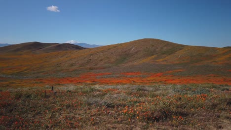 Super-bloom-of-2019,-amazing-poppies-that-are-blooming-in-Antelope-Valley,-CA