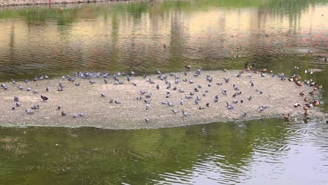 Wunderschöne-Vogelinsel-In-Der-Mitte-Des-Sees-Stockvideo-Ich-Taube-Und-Sehe-Eine-Insel-Mit-Schnabelenten-Und-Blässhühnern-In-Der-Mitte-Des-Sees