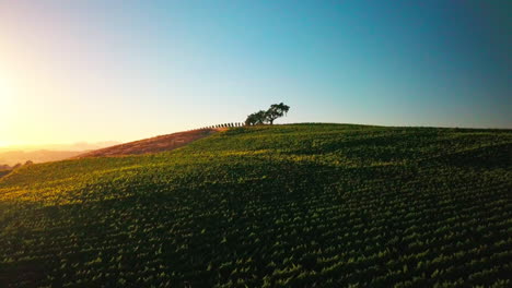 A-beautiful-drone-shot-at-sunset-of-a-lone-tree-sitting-in-the-middle-of-a-lush-green-vineyard-in-the-wine-country-of-Napa,-California
