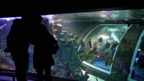 Silhouette-Eines-Paares,-Das-Ein-Aquarium-Besucht-Und-Fische-Zeigt